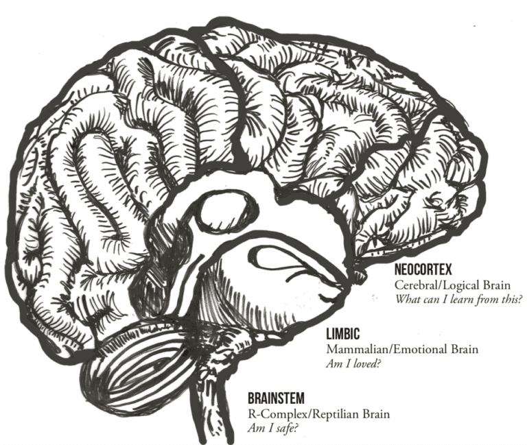 Drawn diagram of the brain.