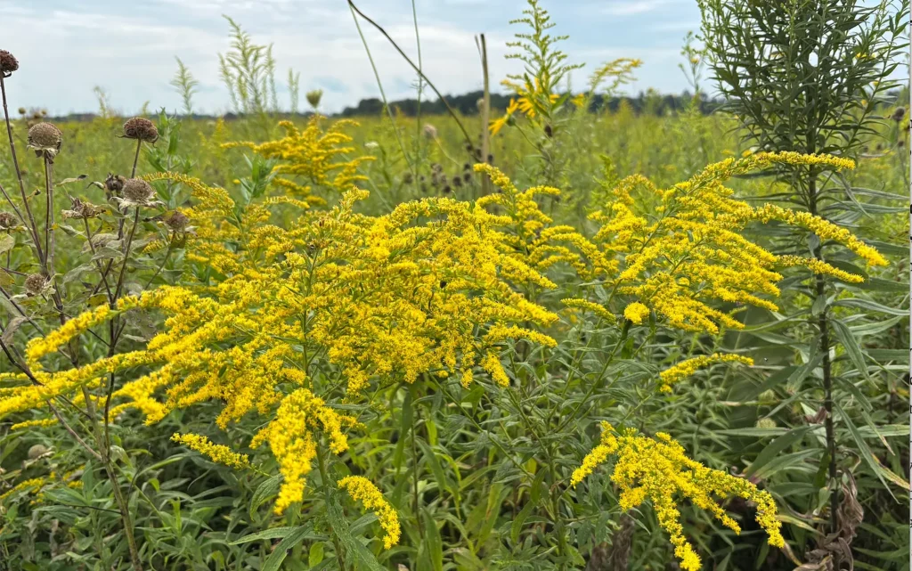 A field of yellow goldenrods