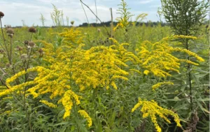 A field of yellow goldenrods
